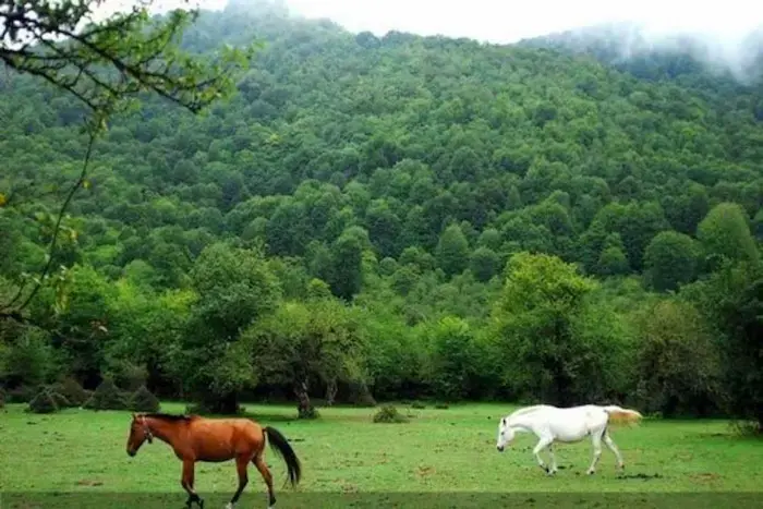 جنگل انبوه و همراهی دو اسب قهوه ای و سفید در روستای کرفون 4568454