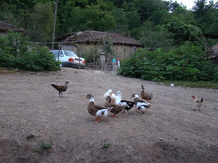 اردک های بازیگوش در روستای علمده 486534540