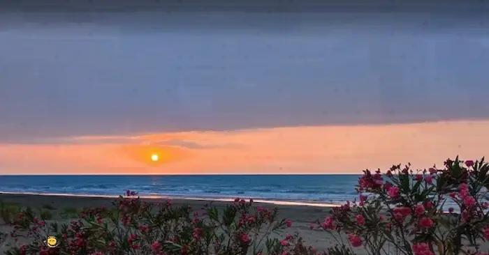 گل های ساحل بیشه کلا وغروب آفتاب، یکی از جاهای دیدنی محمودآباد 487487
