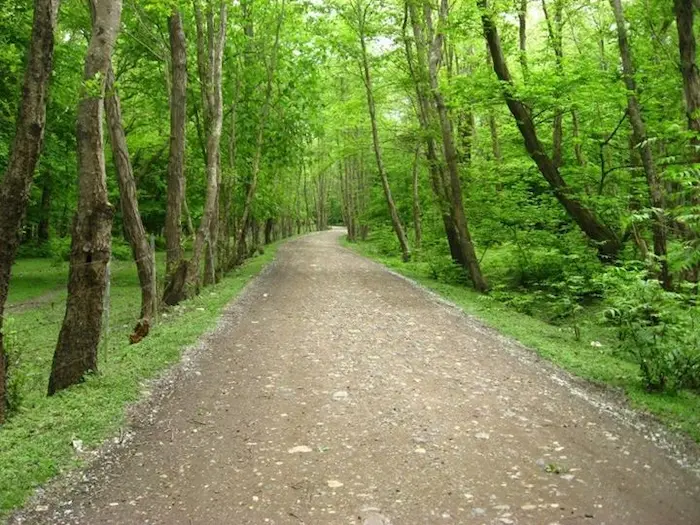 پارک جنگلی نور ایزدشهر و درختان سرسبز در کنار جاده خاکی 48745