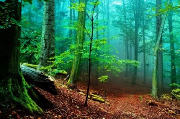 پارک جنگلی سرسبز نور، یکی از جاهای دیدنی مازندران 45854
