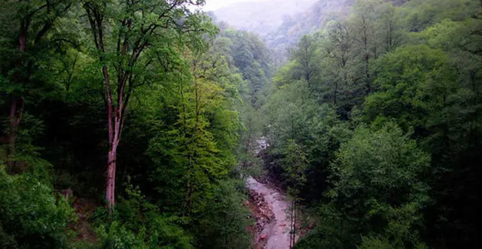 جنگل و درختان سرسبز شورک در مازندران 485786