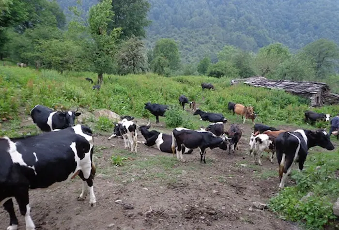 غذا خوردن در علف زار ها و طبیعت سرسبز روستای ولیک رودپشت بابلسر 448468