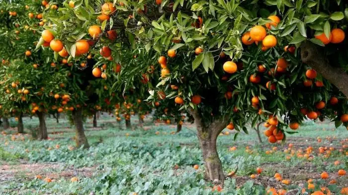 نهال های پربار پرتقال در زمین کشاورزی روستای ملاکلا 64853685