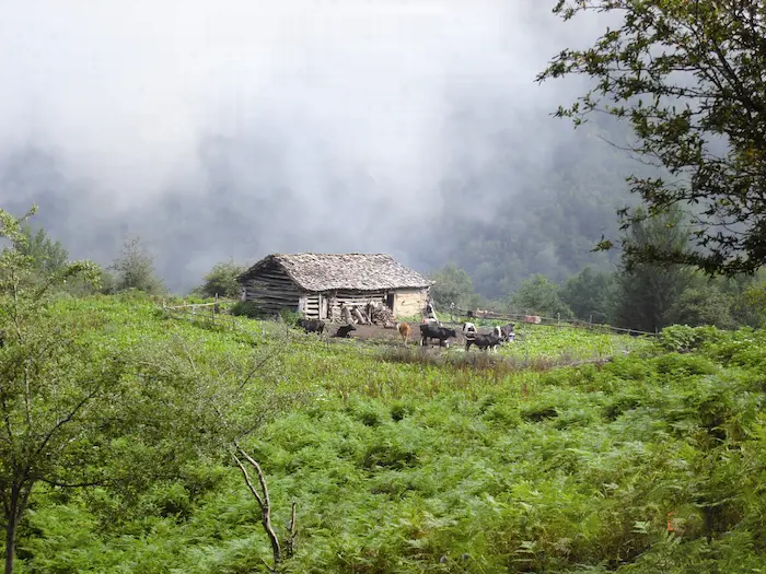 چراگاه و اسطبل چوبی در دلخل جنگل مه آلود روستای توریستی شیرا فریدونکنار 45864
