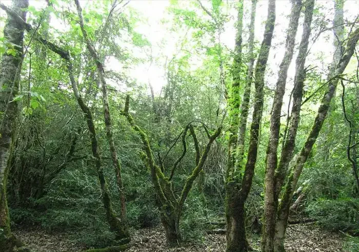 جنگل سیسنگان در استان مازندران 22365874125996