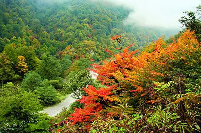 درختان سرسبز و رنگی جنگل وازک در فصل پاییز 4584