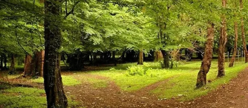 پارک جنگلی نور ایزدشهر و درختان تنومند آن 46874