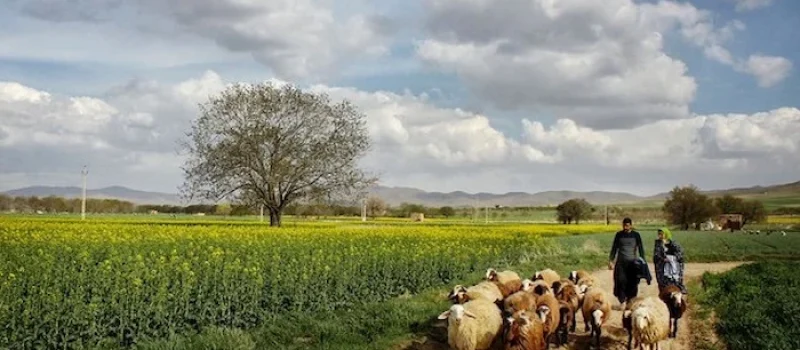 چرای گوسفندان در حال عبور از زمین های کشاورزی روستای درویش آباد؛ یکی از روستاهای توریستی مازندران 321654453