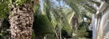 محوطه سرسبز و درخت کاری شده حیاط ویلا در شهرک خانه دریا