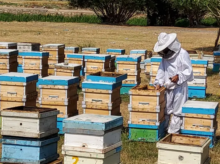 برداشت عسل طبیعی در روستای لاویج 87954622