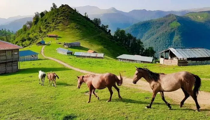 بازیگوشی اسب ها در دشت های سرسبز روستای بیشه کلا 210212152