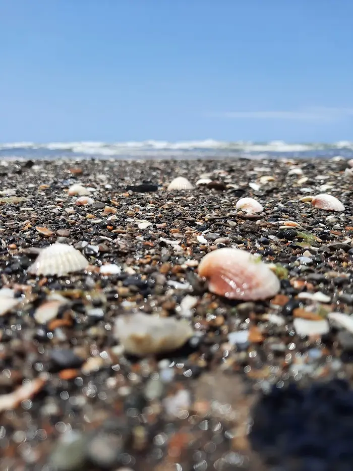 صدف های زیبای ساحل سرخرود 452415454