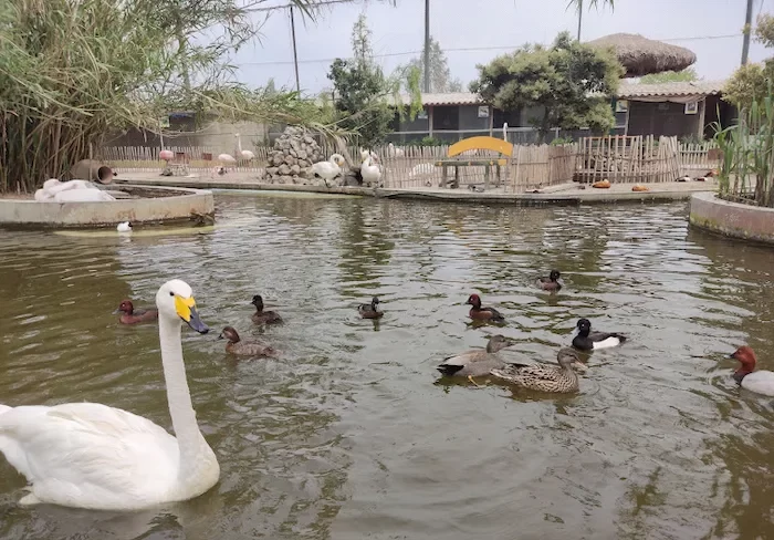 پرندگان شناور روی آب در باغ پرندگان فریدونکنار 416565415