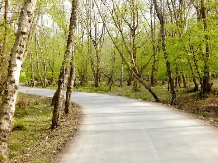 درختان سرسبز در فصل بهار در کنار جاده تمیز آسفالت شده در جاده چمستان 44568484