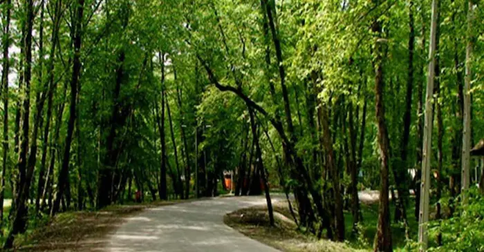 جنگل سرسبز در کنار جاده آسفالت شده 54144854