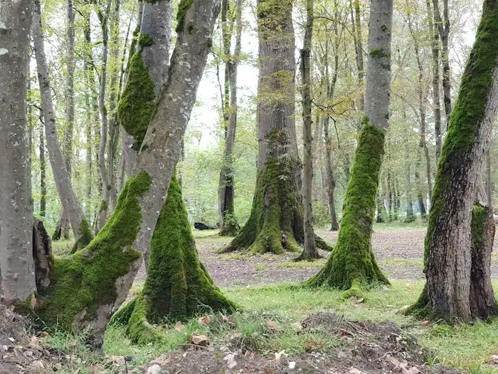 درختان بلندقامت جنگل های روستای سیاهکلا 4854854