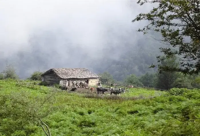 کلبه چوبی به همراه حیوانات اهلی و هوای مه آلود در دل جنگل روستای کرفون 5864464
