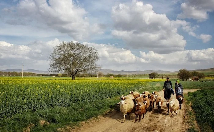 چرای گوسفندان در حال عبور از زمین های کشاورزی روستای درویش آباد؛ یکی از روستاهای توریستی مازندران 321654453