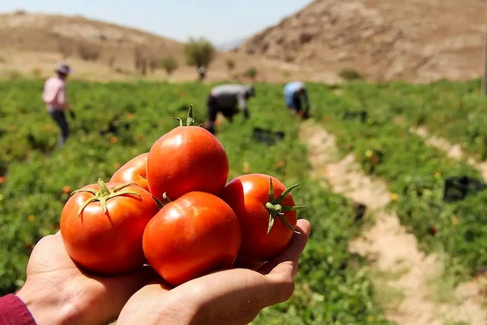 برداشت محصول گوجه از زمین کشاورزی در روستای حربده 2165452305