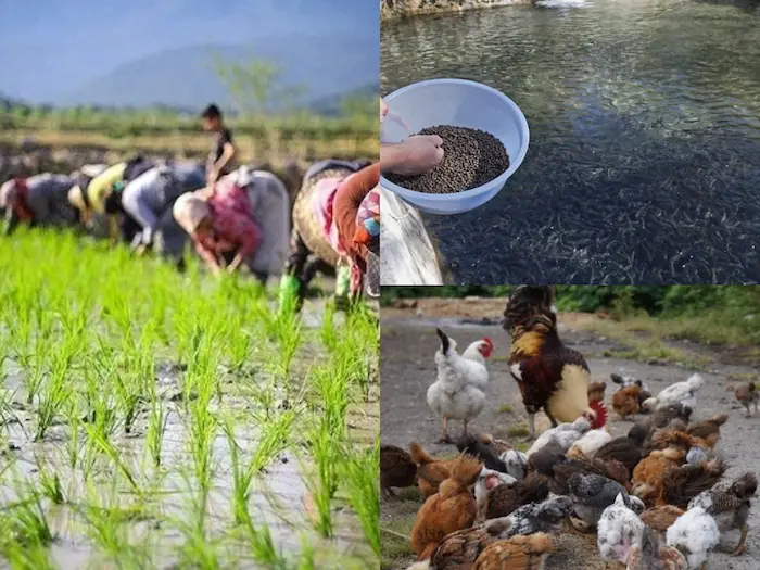 شالیکاری و پرورش ماهی و مرغ روستای زاهدکلا 4897