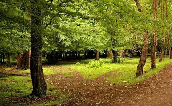 پارک جنگلی نور ایزدشهر و درختان تنومند آن 46874